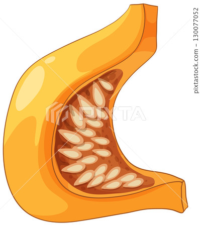 Vector Illustration of Pumpkin Slice with Seeds Vector Illustration of Pumpkin Slice with Seeds 130077052