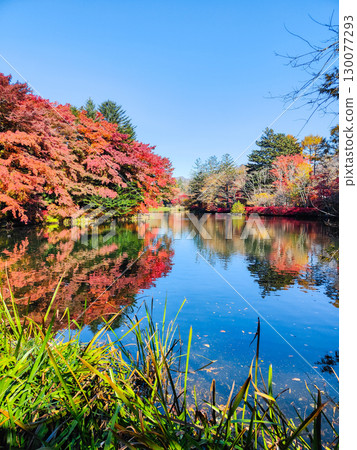 Karuizawa, Kumoba Pond (Autumn) Karuizawa, Kumoba Pond (Autumn) 130077293