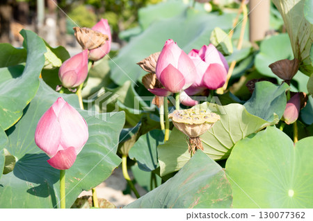 Open lotus flower Open lotus flower 130077362