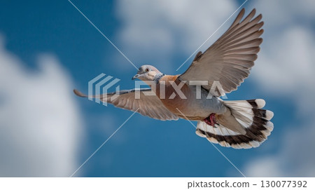Red collared dove flying in cloudy sky with spread wings 130077392