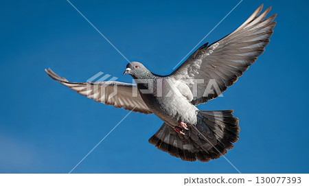 Pigeon flying in blue sky with spread wings 130077393