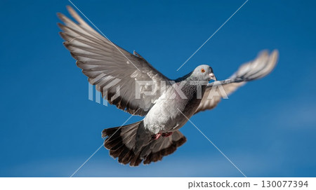 Red collared dove flying in cloudy sky with spread wings 130077394