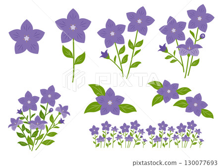 風鈴草插圖集 風鈴草插圖集 130077693