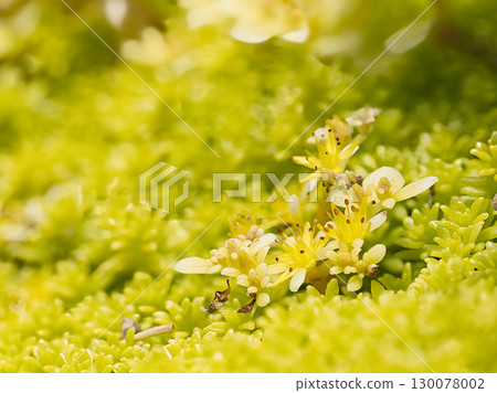 Small moss flower Small moss flower 130078002