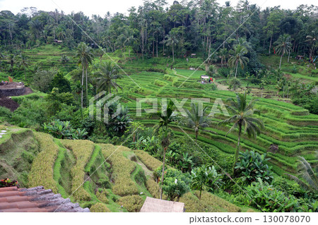 Tegallalang Rice Terrace, Ubud, Bali Tegallalang Rice Terrace, Ubud, Bali 130078070
