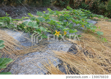 Jahavuk, zucchini, pumpkin, Korean pumpkin with tomato sauce Jahavuk, zucchini, pumpkin, Korean pumpkin with tomato sauce 130078810