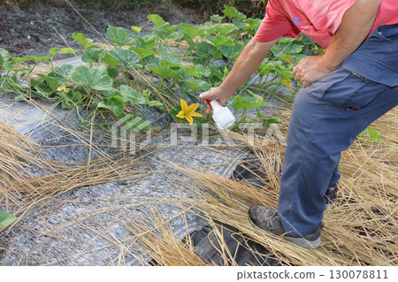 Jahavuk, zucchini, pumpkin, Korean pumpkin with tomato sauce Jahavuk, zucchini, pumpkin, Korean pumpkin with tomato sauce 130078811