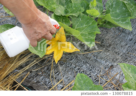 Jahavuk,櫛瓜,南瓜,韓式南瓜配番茄醬 Jahavuk,櫛瓜,南瓜,韓式南瓜配番茄醬 130078815