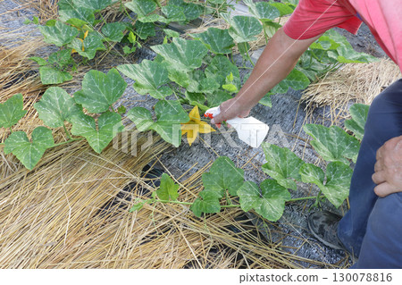 Jahavuk,帶有番茄色調的韓國南瓜 Jahavuk,帶有番茄色調的韓國南瓜 130078816