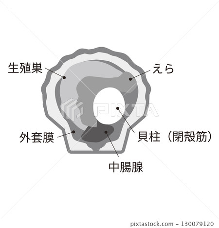 Illustration of scallops Illustration of scallops 130079120