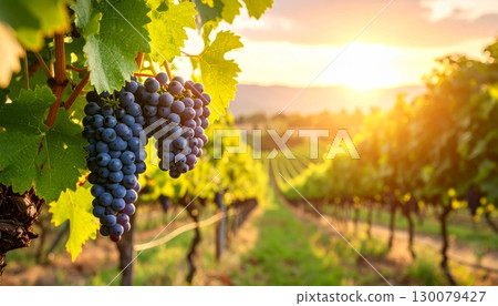 Vineyard at sunset, with ripe purple grapes ready for the autumn harvest Vineyard at sunset, with ripe purple grapes ready for the autumn harvest 130079427