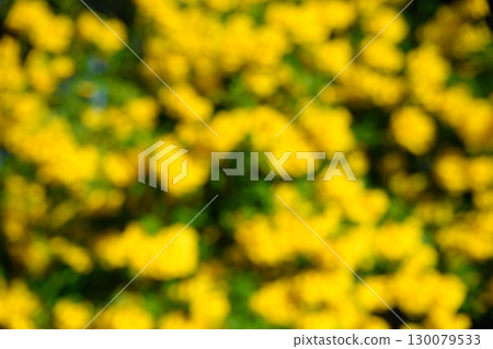 Defocus of Yellow Trumpet Bush.Blur background. 130079533