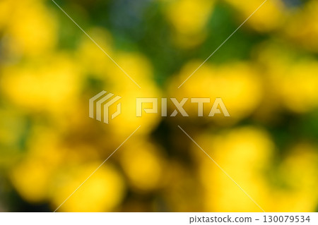 Defocus of Yellow Trumpet Bush.Blur background. 130079534