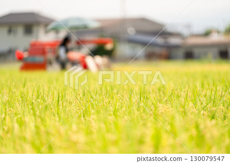 Rice harvesting scenery at the combine Rice harvesting scenery at the combine 130079547
