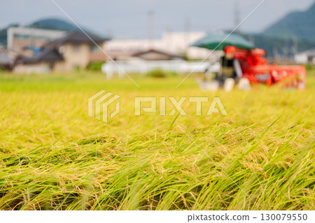 聯合收割機收割水稻的風景 聯合收割機收割水稻的風景 130079550