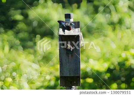 滾鳥：父母鼓勵幼鳥離開巢穴，但尚未準備好 5 130079551