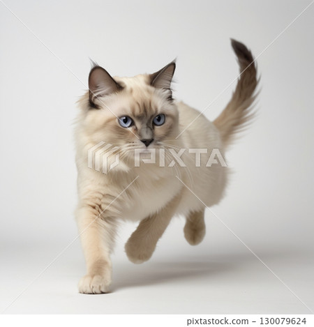 Birman cat running 130079624