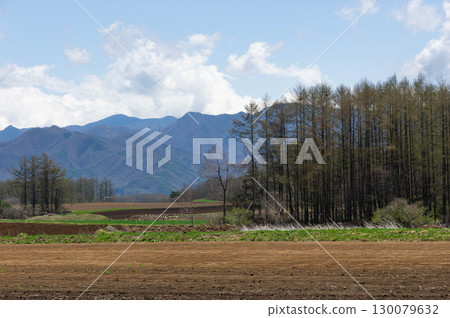 高原上正在發芽的防風林和一大片等待種植的菜地 130079632