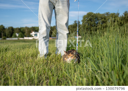 Unhappy cat on leash walking in grass with owner outdoors. Feline bad mood, scowling angry animal Unhappy cat on leash walking in grass with owner outdoors. Feline bad mood, scowling angry animal 130079796