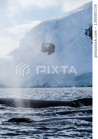 Detail of a humpback dorsal fin and blow hole 130080159