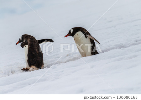 Gentoo colony at Danco Island 130080163