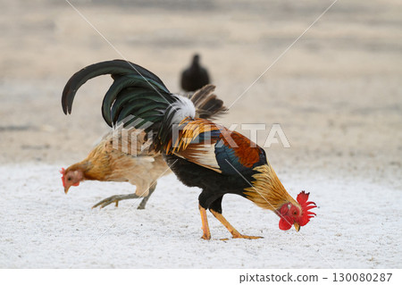 Selective focus of chicken.Chicken were looking for food. Selective focus of chicken.Chicken were looking for food. 130080287