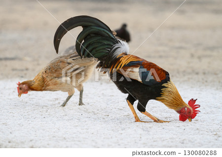 Selective focus of chicken.Chicken were looking for food. 130080288