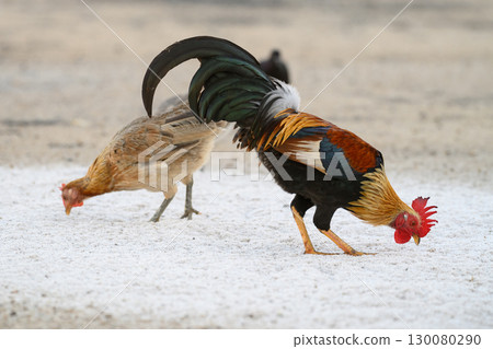 Selective focus of chicken.Chicken were looking for food. 130080290