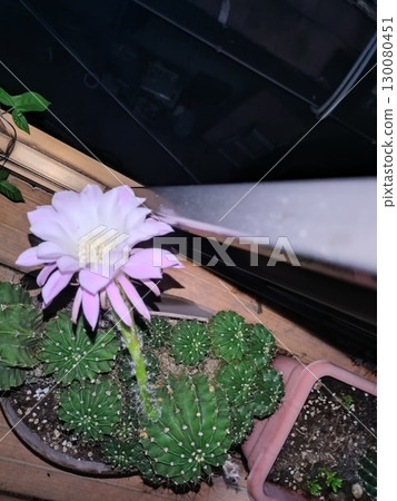 仙人掌花 130080451