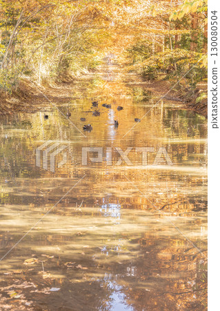 Spot-billed ducks swimming in a pond of autumn leaves Spot-billed ducks swimming in a pond of autumn leaves 130080504