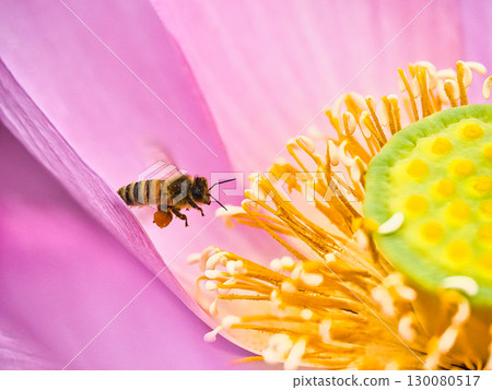 Honeybeigh吸煙蜂蜜 130080517