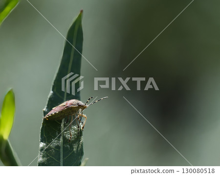 Spotted stink bug on a leaf 130080518
