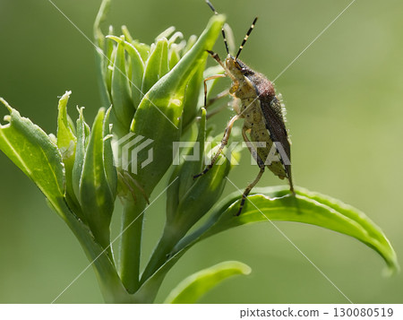 A spotted stink bug searching for food 130080519