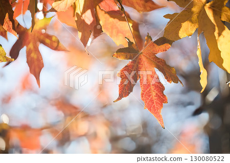 路邊樹上的秋葉 130080522