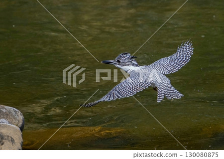 Crested kingfisher flying gracefully against the background of the green water Crested kingfisher flying gracefully against the background of the green water 130080875