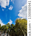 White birch and blue sky 130080941