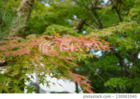 京都寺廟花園裡的楓樹開始變紅 130081040