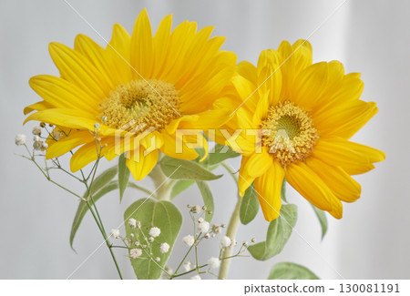 Bright yellow sunflowers Bright yellow sunflowers 130081191