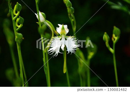 Sasaki's flower 130081482