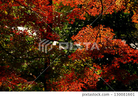 Background photo of a close-up of the autumn leaves of a Japanese maple 130081601