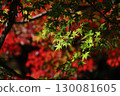 日本楓葉變成紅色的特寫背景素材照片 130081605