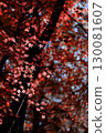 日本楓樹秋葉特寫的背景照片 130081607