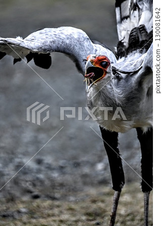 Secretarybird eating insects Secretarybird eating insects 130081642