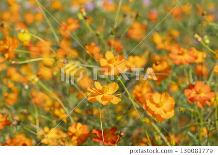 波斯菊花 130081779