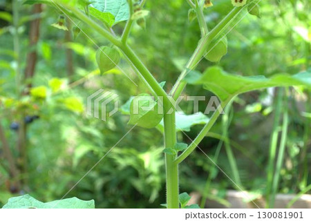 Edible physalis fruit grown in a field Edible physalis fruit grown in a field 130081901