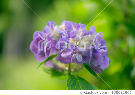 hydrangea hydrangea 130081902