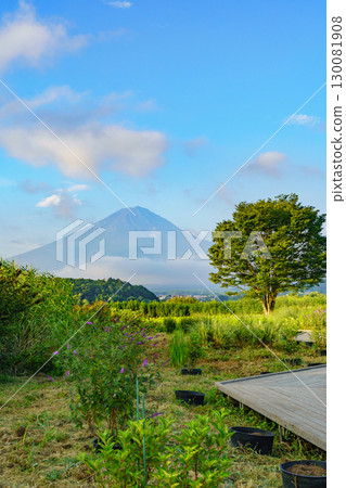 [Yamanashi Prefecture] Mount Fuji as seen from Oishi Park (Fujikawaguchiko Town) / Mount Fuji in Summer (August) 130081908