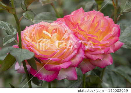 紅色和黃色玫瑰花 130082039