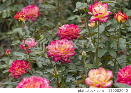 紅色和黃色玫瑰花 130082040
