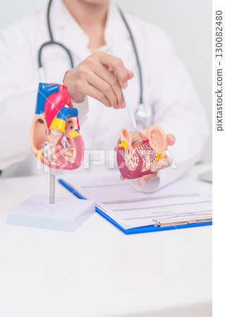 Doctor with Heart anatomy model. Elderly Patient consultation medical health for Cardiovascular Diseases, Atherosclerosis, Hypertensive, Heart attack, heart failure and world Heart day concept 130082480